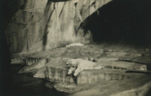 France Zoo Polar Bear Old snapshot Photo 1930