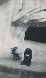 France Zoo Ours noir d'Asie Ours Brun? Ancienne Photo Amateur 1930