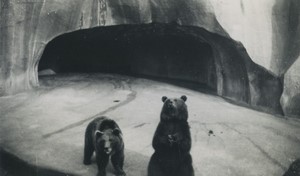 France Zoo Ours brun ou noir Ancienne Photo Amateur 1930