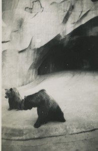 France Zoo Brown Bears Old snapshot Photo 1930