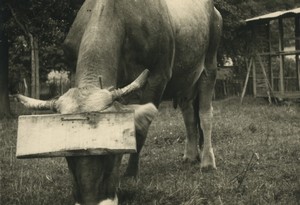 France Farming Cow wearing full blinder Old snapshot Photo 1930