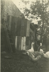 France Farmyard Poultry Ducks Hens Old snapshot Photo 1957
