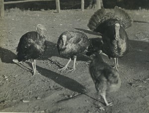 France Farmyard turkeys chicken Old snapshot Photo 1930