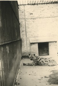 France Zoo enclosure hyena Old snapshot Photo 1960