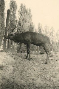 France Zoo enclosure? Deer Old snapshot Photo 1960