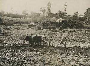 Ethiopie Agriculteur avec charrue de bois boeufs Ancienne Photo Studio 1930's