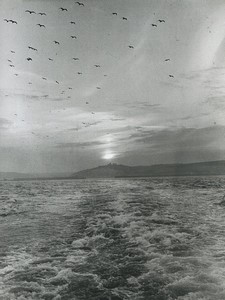 Balearic Islands Majorca? Seascape Low sun Birds flying Old Studio Photo 1970 #1