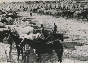 Palestine Scots Greys Troops occupation of Jerusalem Mount Carmel Old Photo 1938