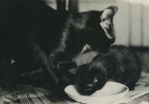 France Cat & her kitten old Studio Photo 1950