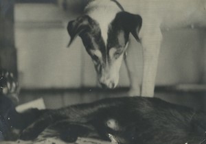 France Chien portrait gros plan Ancienne Photo Studio 1950