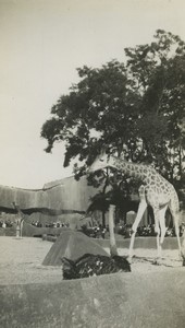 France Vincennes Zoo Giraffe enclosure Old Snapshot Photo 1935