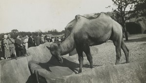 France Vincennes Zoo Enceinte des Chameaux Ancienne Photo Snapshot 1935