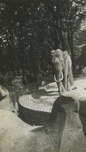 France Vincennes Zoo Elephant enclosure Old Snapshot Photo 1935