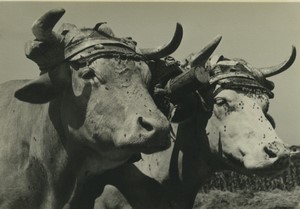 France Basque Country Sare yoke of draught oxen Old Snapshot Photo 1950's