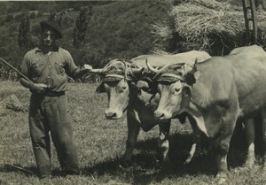 France Basque Country Sare Farmer yoke of draught oxen Old Snapshot Photo 1950's