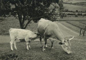 France Pays Basque Sare Campagne Vache et son Veau Ancienne Photo Snapshot Annees 1950