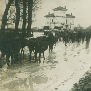 France ? WWI Troops & Cattle old SIP Photo 1914-1918