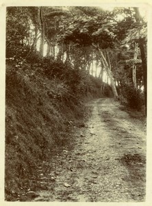 North Yorkshire Scarborough Forest Path Holidays old Amateur Photo 1900