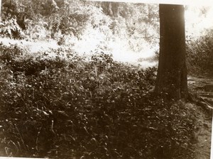 North Yorkshire Scarborough Forest Walk Holidays old Amateur Photo 1900