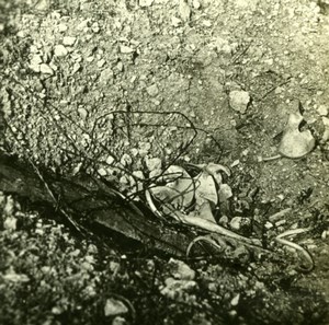 France WWI Ravin de Vaux Soldier's Skeleton Bones old SIP Photo 1914-1918