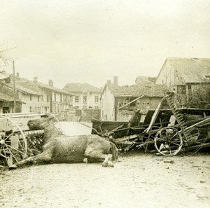 France WWI Village Scene Of Desolation Dead Horse old SIP Photo 1914-1918