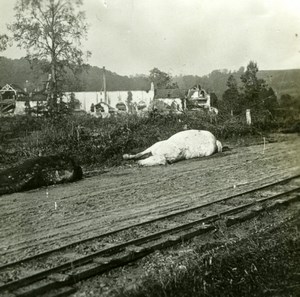 France WWI Chemin des Dames Captured Farm Dead Horse old SIP Photo 1914-1918
