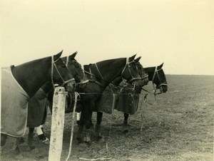 Argentina? Polo Pony Racing Equestrian old Amateur Photo 1944