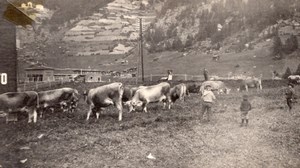 Canada Quebec Gaspésie Anse au Gascon? Cattle & Kids Old Snapshot Photo 1920