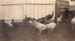 USA? Countryside Free Range Poultry Chicken Turkey Old Snapshot Photo 1920
