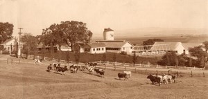 USA California? Countryside Farm & Cattle in Field Old Cheney Photo Adv Co 1920