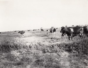 USA ? Dairy Cows in Field Countryside Farming Old Photo 1930