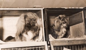 London Cruft's Dog Show 2 Pekingese Dogs Old Photo 1930