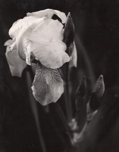 Iris Flower Close-up Rolleiflex Anderson Indiana Old Russell Merritt Photo 1940