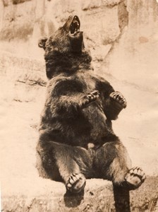 USA? Brown Bear ? Unidentified Zoo Old Photo 1930