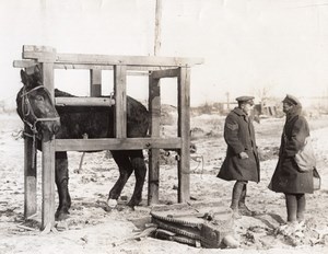 Belgium or France? WWI Western Front Mule Farrier Old Photo 1914-1918