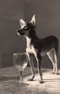 France Chihuahua Dog Portrait & Stemmed Glass Study Old Studio Photo 1953