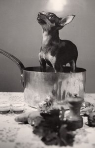 France Chihuahua Dog in Copper Saucepan Study Old Studio Photo 1953