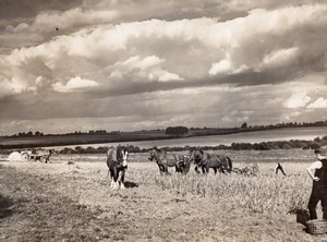 British Countryside Working Horses Harvest Agriculture Old Photo 1930