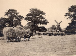 British Countryside Working Horse Harvest Agriculture Windmill Old Photo 1930