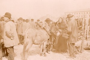 France Angouleme Market Scene Mule Donkey Old Photo H Billard 1893