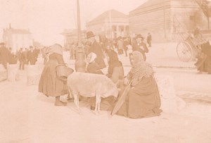 France Angouleme Market Scene Sheep Old Photo H Billard 1893