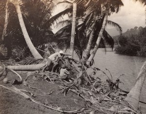 Jamaica ? Hunter Lookout Hunting Palm Trees River old amateur Photo 1920's