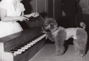 France Paris Salle Pleyel Performing Dog Playing Piano Miss Moune old Photo 1960