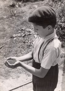 France Rapeseed Harvest Agriculture Young Boy Old Trampus Press Photo 1943