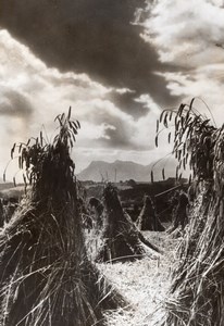 France Wheat? Harvest Agriculture Old Trampus Press Photo 1942