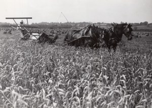 France Wheat Harvest Agriculture Old Trampus Press Photo 1940