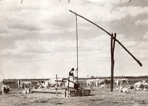 Hungary Farmer & Cattle Herd Noria Trough old Meurisse Photo 1930's