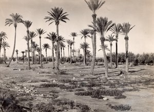 Morocco Marrakech Menara Gardens near American Base old Photo 1940's