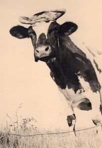 France Close up Cow Portrait French Countryside old Photo 1930's