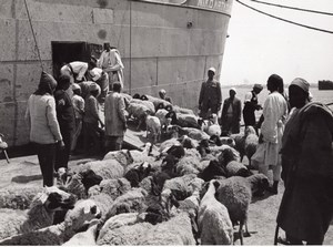 Libya Tripoli Sheep ready for Boarding ship old Photo 1940's?